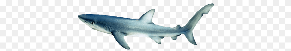 Shark, Animal, Fish, Sea Life Free Png Download