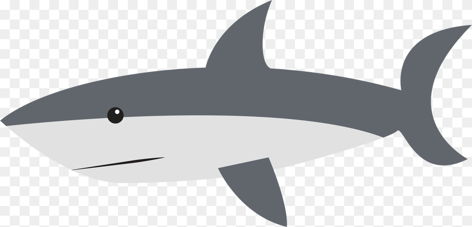 Shark, Animal, Sea Life, Fish, Tuna Free Png Download