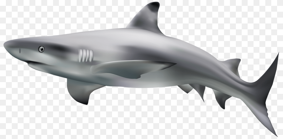 Shark, Animal, Fish, Sea Life Free Png