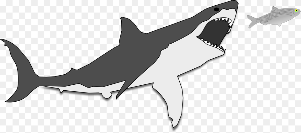 Shark, Animal, Fish, Sea Life, Great White Shark Free Png Download