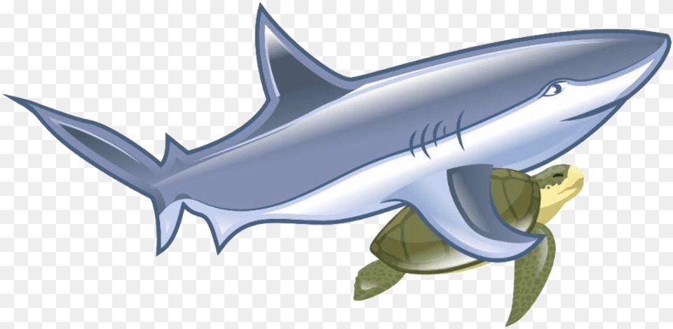 Shark, Animal, Fish, Sea Life Free Transparent Png