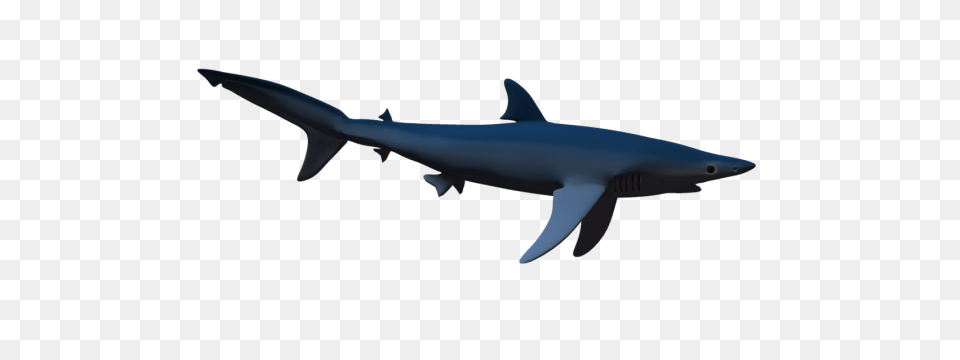 Shark, Animal, Fish, Sea Life Free Png Download