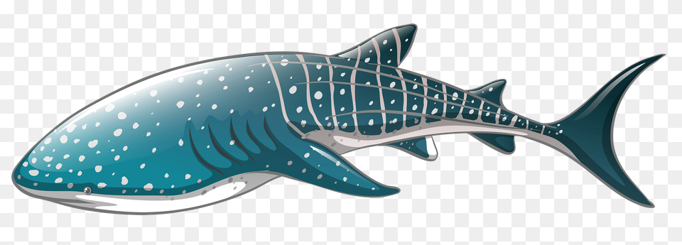 Shark, Animal, Mammal, Sea Life, Whale Free Png