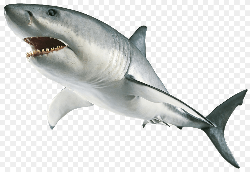 Shark, Animal, Fish, Sea Life, Great White Shark Free Png Download