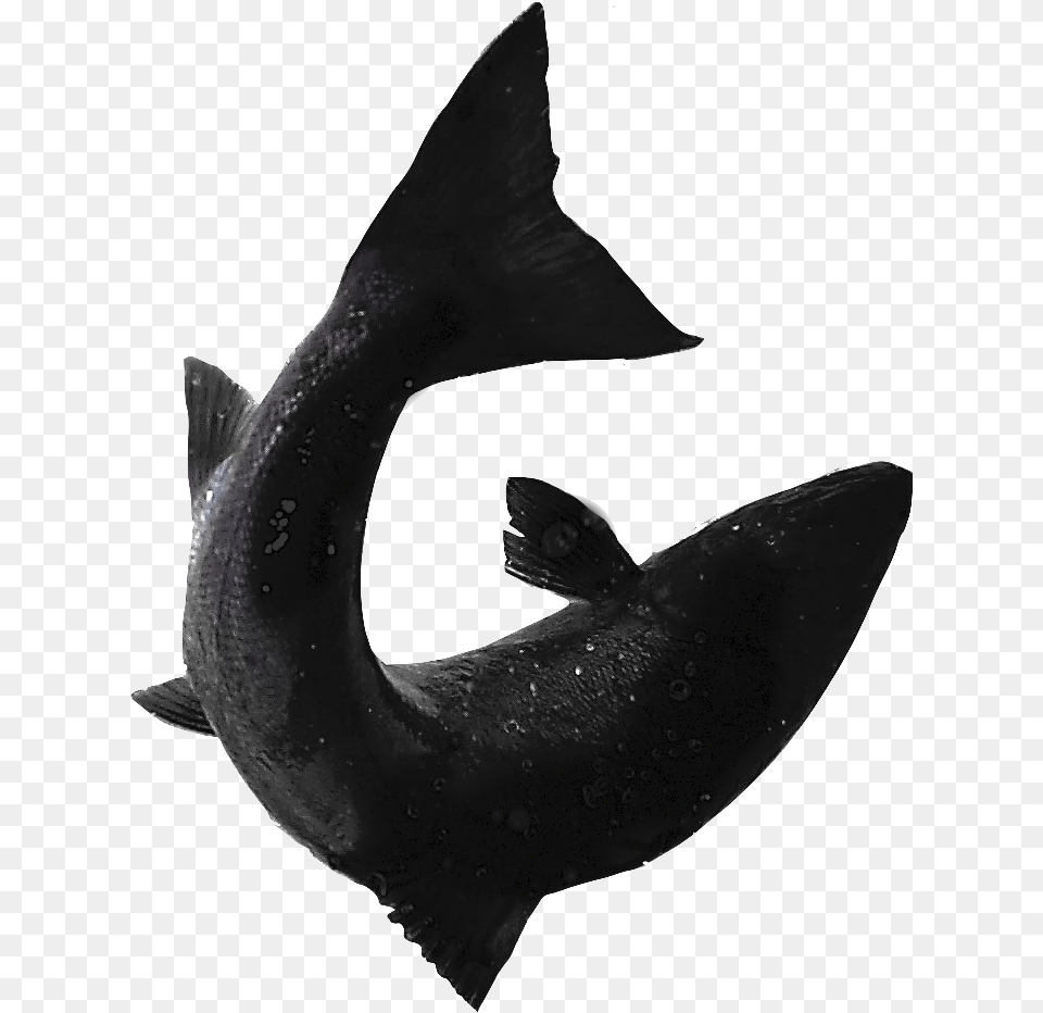 Shark, Animal, Fish, Sea Life, Aquatic Png Image