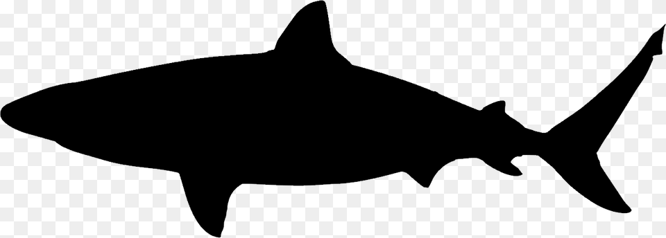 Shark, Gray Free Png