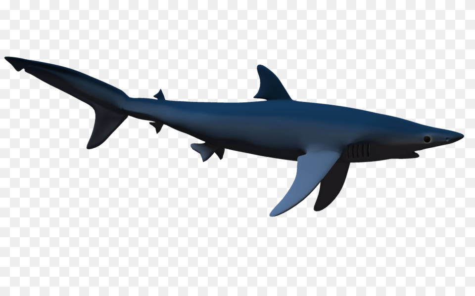 Shark, Animal, Fish, Sea Life Png