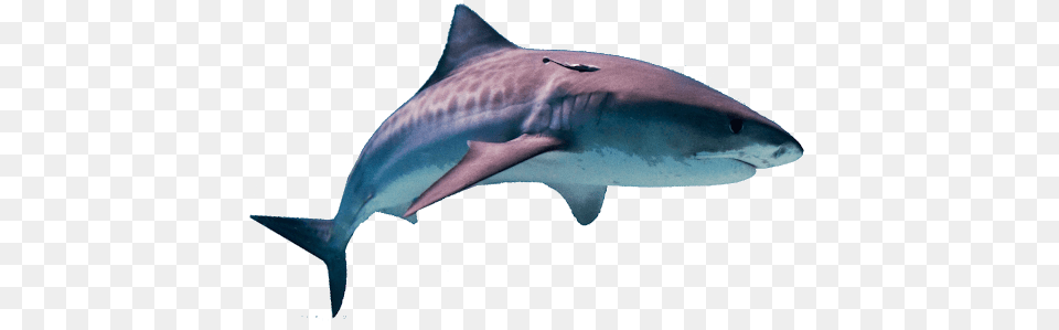 Shark, Animal, Fish, Sea Life, Great White Shark Free Transparent Png