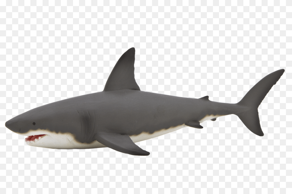 Shark, Animal, Fish, Sea Life, Great White Shark Free Transparent Png