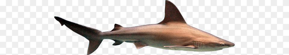 Shark, Animal, Fish, Sea Life Png