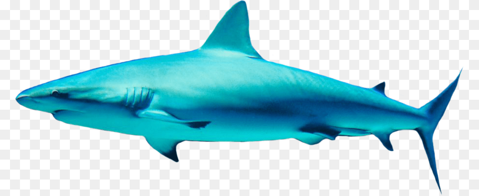 Shark, Animal, Sea Life, Fish Png