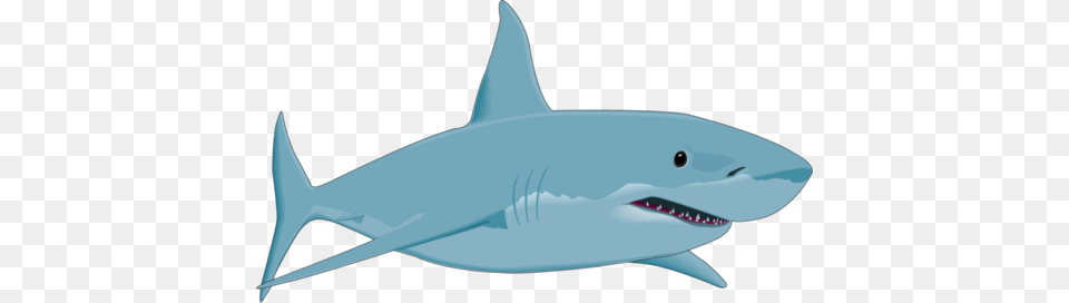 Shark, Animal, Sea Life, Fish, Great White Shark Png