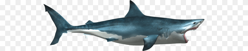 Shark, Animal, Sea Life, Fish, Great White Shark Png Image