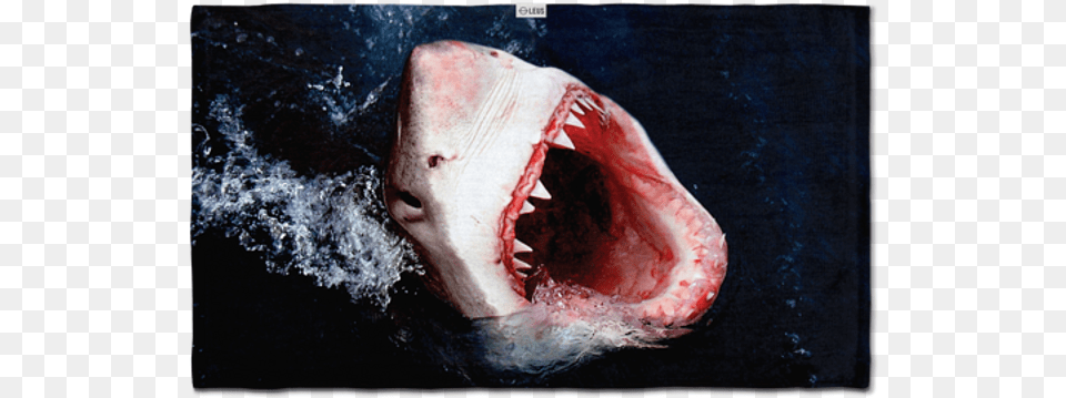 Shark, Animal, Fish, Sea Life, Great White Shark Png Image