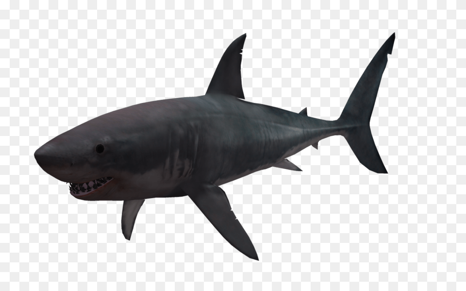 Shark, Animal, Fish, Sea Life, Great White Shark Png Image