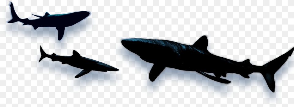Shark Animated Shadow, Animal, Sea Life, Fish, Aircraft Free Png Download