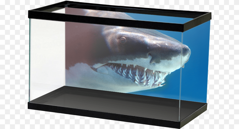 Shark Background Aquarium Aquarium Backgrounds Football, Animal, Fish, Sea Life, Water Free Transparent Png