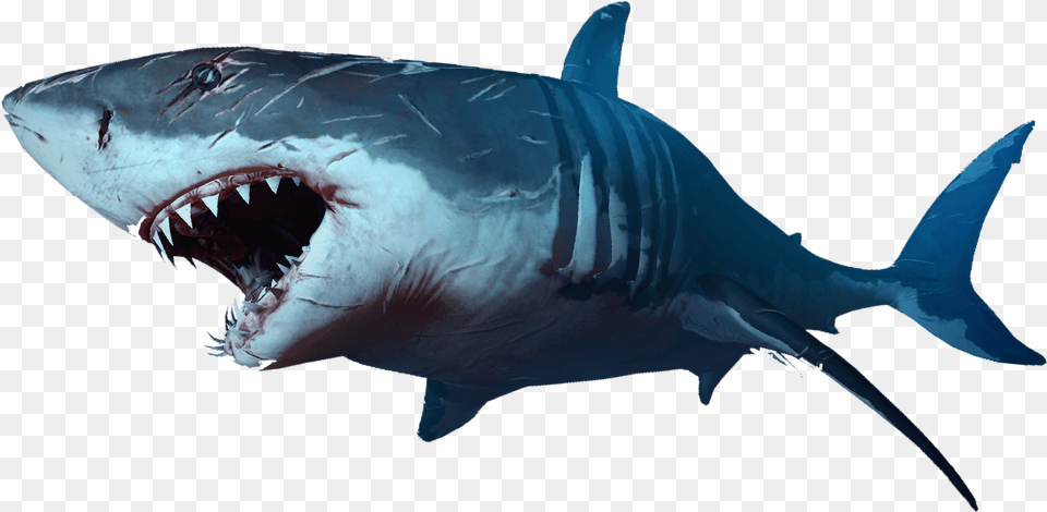 Shark Background Shark, Animal, Fish, Sea Life, Great White Shark Png Image