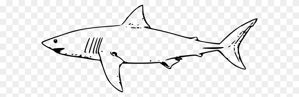 Shark Black And White Black And White Shark Pictures Gray Free Png Download