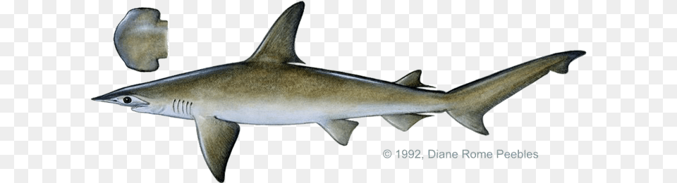 Shark Bonnethead Bonnethead Shark Side View, Animal, Fish, Sea Life Free Png Download