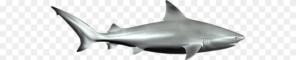 Shark Bull Shark, Animal, Fish, Sea Life Png Image