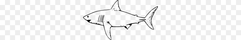 Shark Clip Art Images, Gray Free Png Download