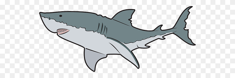 Shark Clip Art Transparent, Animal, Sea Life, Fish, Great White Shark Png Image