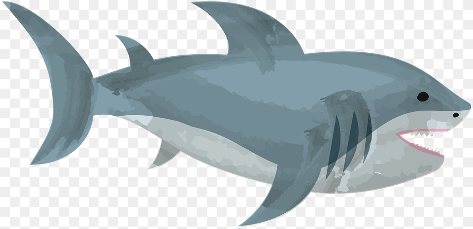 Shark Clipart, Animal, Sea Life, Fish, Tuna Png