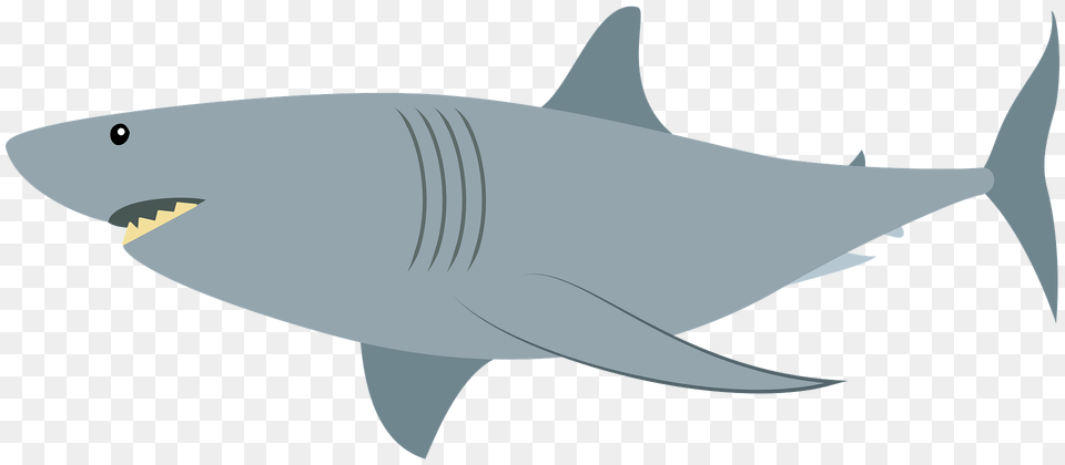 Shark Clipart, Animal, Fish, Great White Shark, Sea Life Free Transparent Png