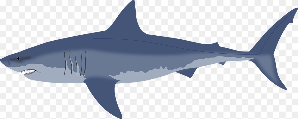 Shark Clipart, Animal, Fish, Sea Life, Great White Shark Free Png Download