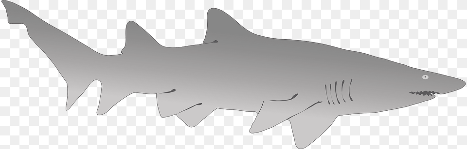 Shark Clipart, Animal, Fish, Sea Life, Great White Shark Png Image
