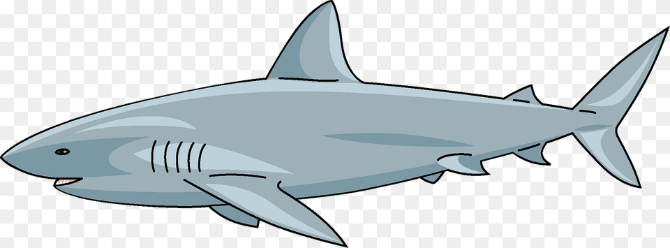Shark Clipart, Animal, Sea Life, Fish, Great White Shark Png Image