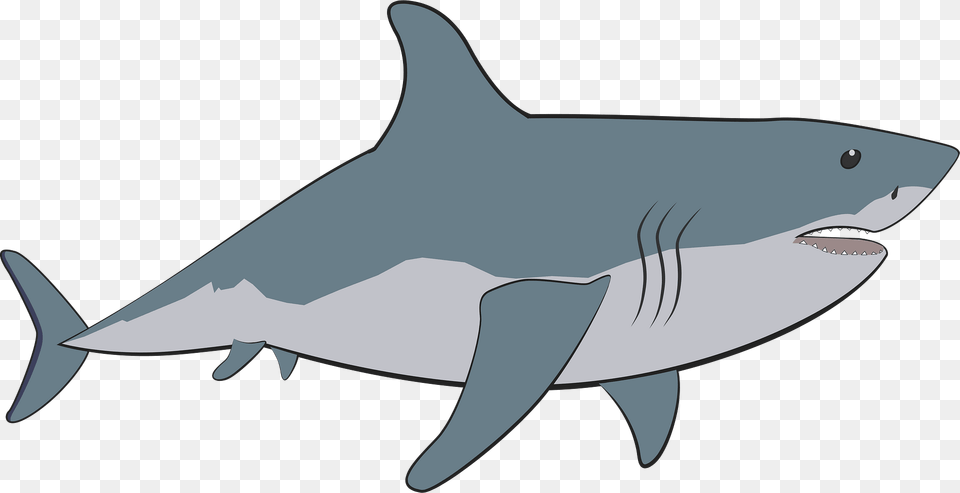 Shark Clipart, Animal, Fish, Sea Life, Great White Shark Free Transparent Png