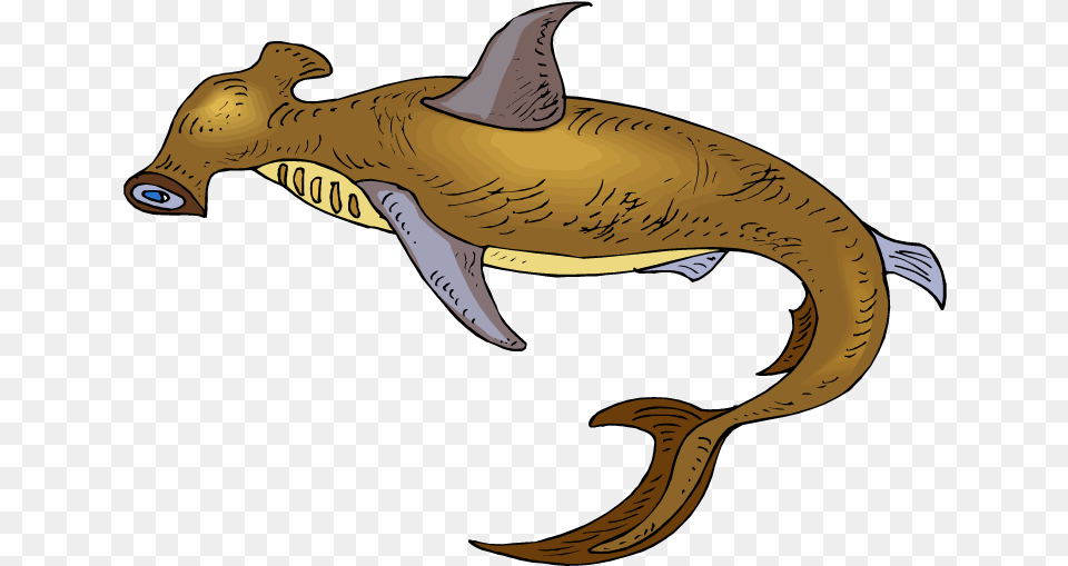 Shark Clipart, Animal, Sea Life, Fish, Mammal Png Image