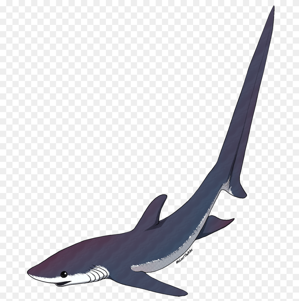 Shark Clipart Watercolor, Animal, Fish, Sea Life Free Png