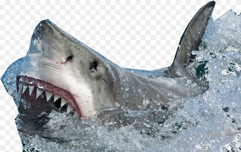 Shark Coming Out Of Water No Background Transparent Shark Coming Out Of Water, Animal, Sea Life, Fish Free Png Download