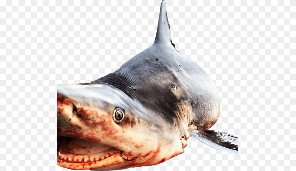 Shark Deadshark Sharkweek Sharkmouth Sharktooth Billfish, Animal, Fish, Sea Life Free Png Download