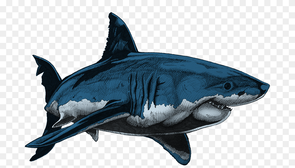 Shark Drawing In Colour Draw And Colour A Shark, Animal, Fish, Sea Life, Great White Shark Free Png