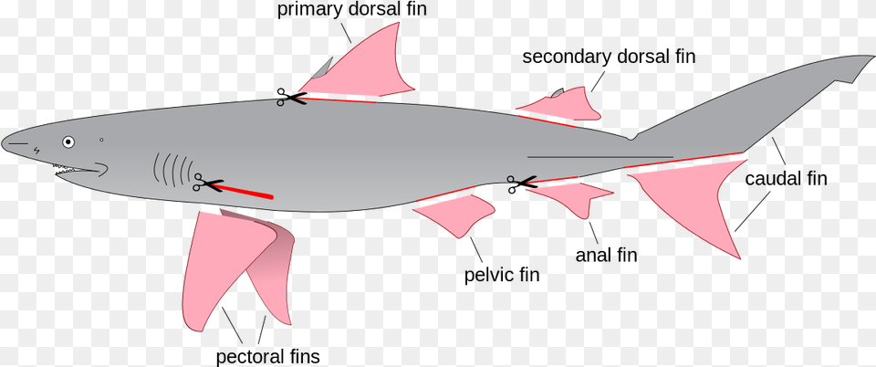 Shark Finning Diagram Labeled Fins Of A Shark, Animal, Fish, Sea Life, Great White Shark Png Image