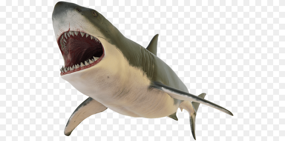 Shark Fish Sea Ocean Fishing Bait Design Shark Open Mouth, Animal, Sea Life Free Png Download