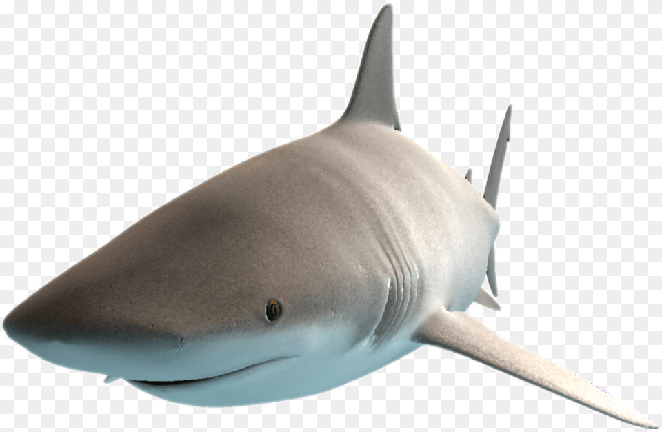 Shark Freetoedit Great White Shark, Animal, Sea Life, Fish Png