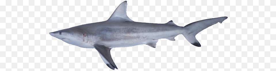 Shark Gallery Sharks, Animal, Fish, Sea Life Free Transparent Png