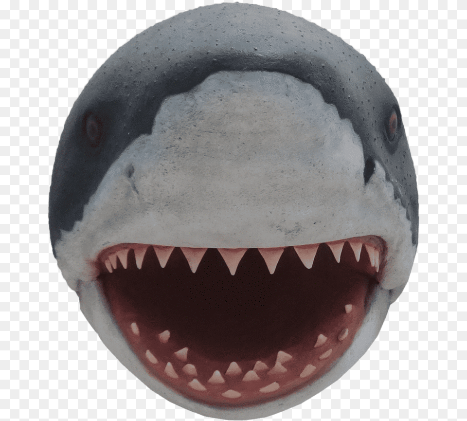 Shark Great White Head Shark Head, Animal, Sea Life, Fish Free Transparent Png