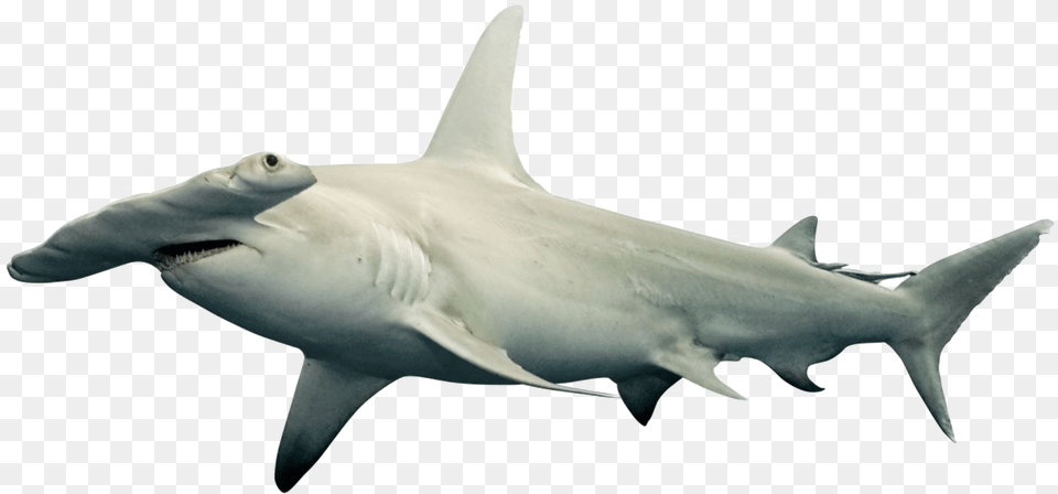 Shark Hammerhead Shark White Background, Animal, Fish, Sea Life Png Image