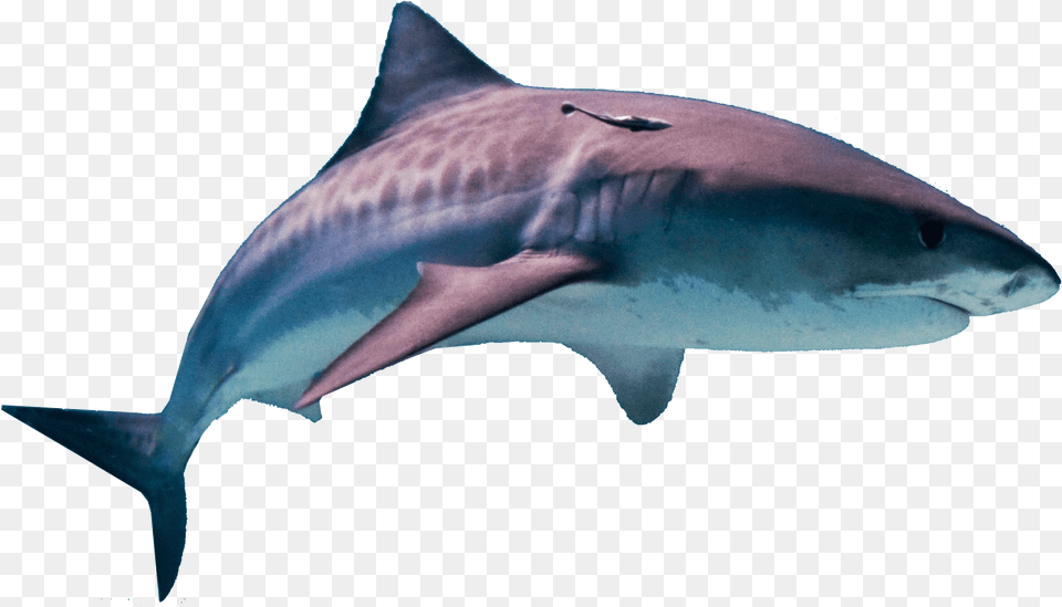 Shark Hd Hawaii Tiger Shark, Animal, Fish, Sea Life Free Png Download