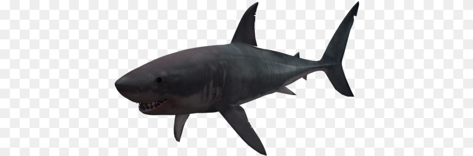 Shark Hd Vcetor Transparent Background For, Animal, Fish, Sea Life, Great White Shark Png Image