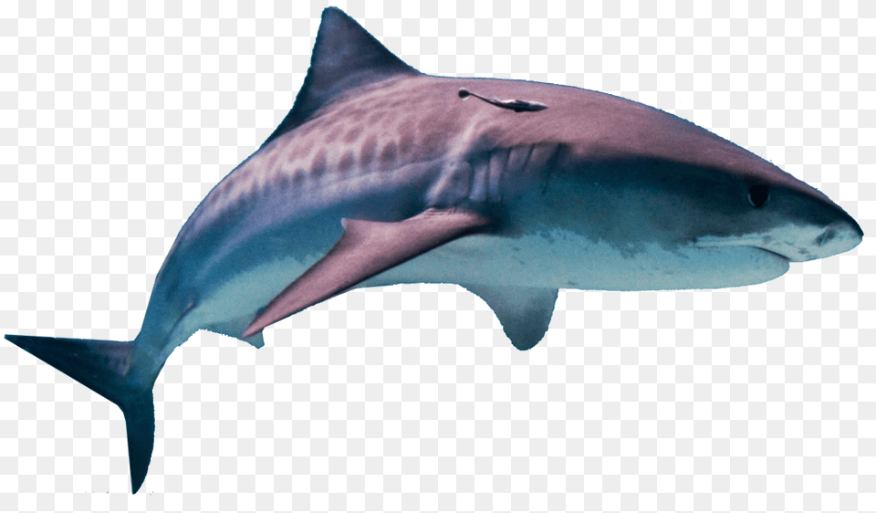 Shark Hd Vector Clipart, Animal, Sea Life, Fish Png Image