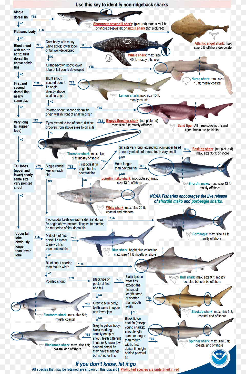 Shark Identification Chart, Advertisement, Animal, Fish, Sea Life Free Png Download