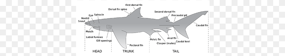 Shark Internal 1 1 Parts Of A Shark, Animal, Fish, Sea Life Png Image