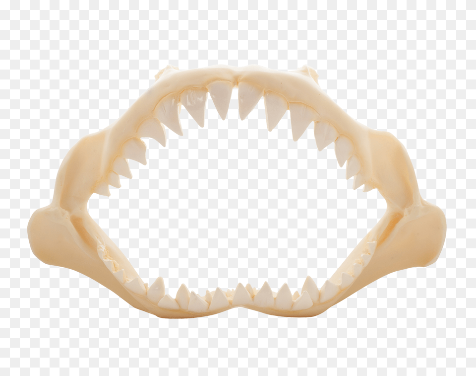 Shark Jaw Artificial, Body Part, Mouth, Person, Teeth Png Image